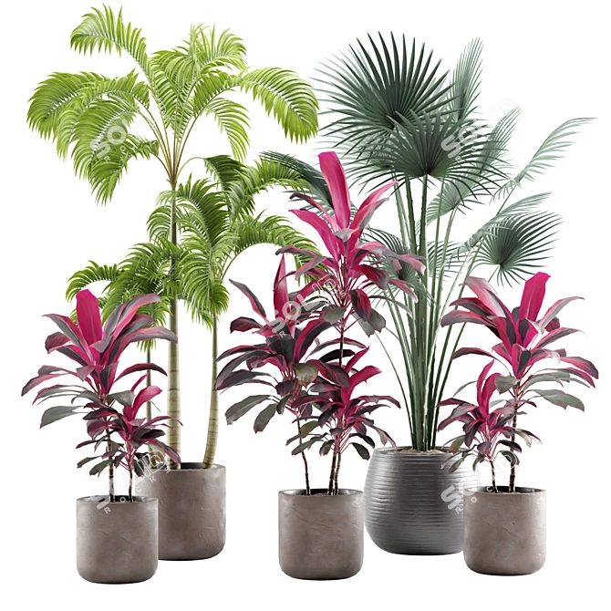 Tropical Indoor Plants Pack 3D model image 1