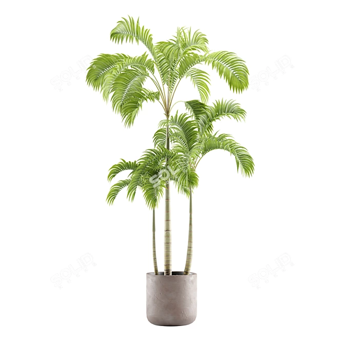 Tropical Indoor Plants Pack 3D model image 5