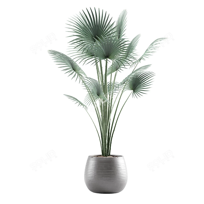 Tropical Indoor Plants Pack 3D model image 6