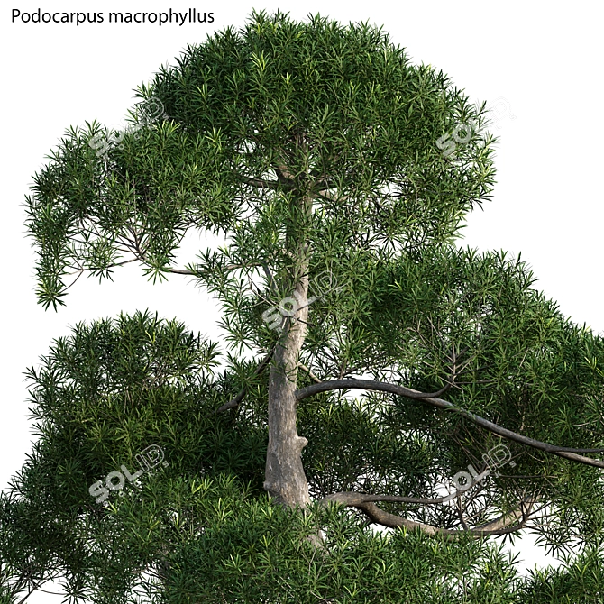 Podocarpus Macrophyllus: Exquisite Evergreen Tree 3D model image 2