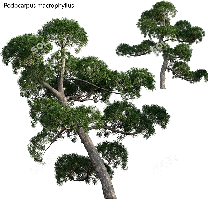 Archived Podocarpus Macrophyllus: 3ds Max, FBX, OBJ, Textures 3D model image 1