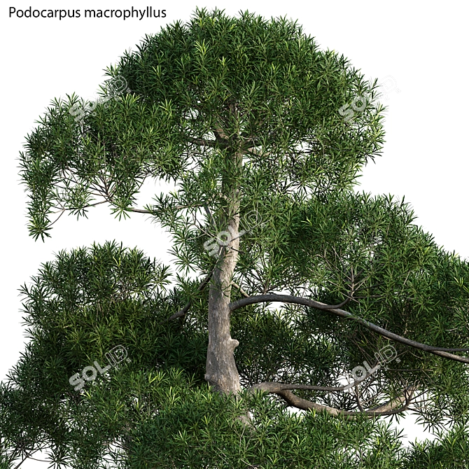 Archived Podocarpus Macrophyllus: 3ds Max, FBX, OBJ, Textures 3D model image 2