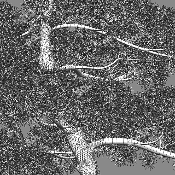 Yew Plum Pine 3D Model - Archive 3D model image 3