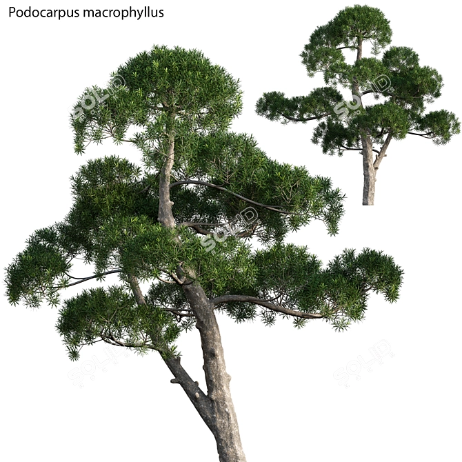 Lush Podocarpus Macrophyllus Pine 3D model image 1