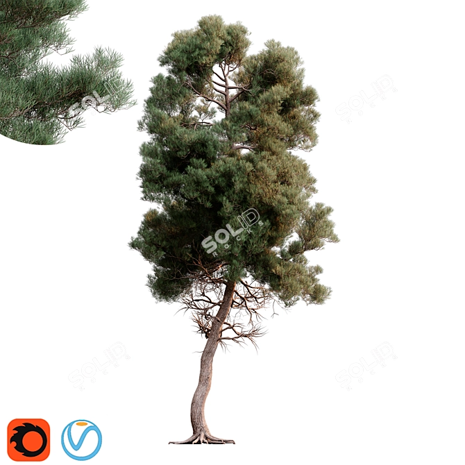 Brutia Pine Tree 3D Model 3D model image 1