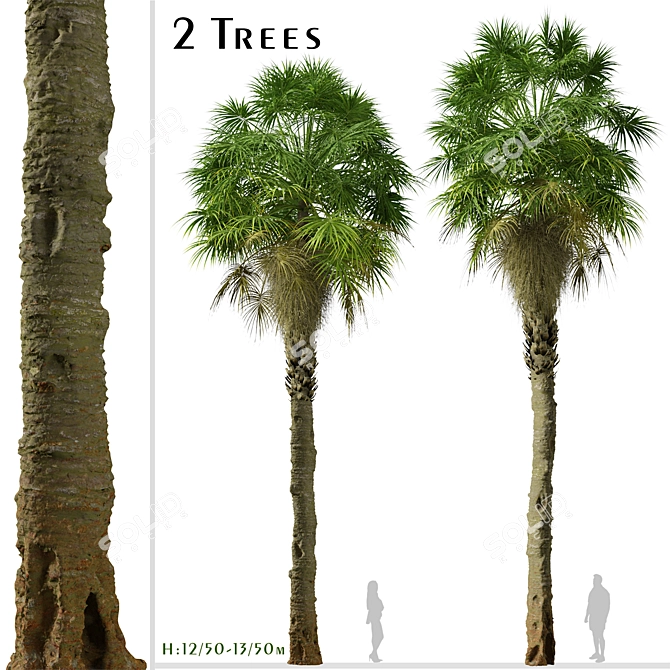 Coastal Carolina Palmetto Trees (2-Pack) 3D model image 1