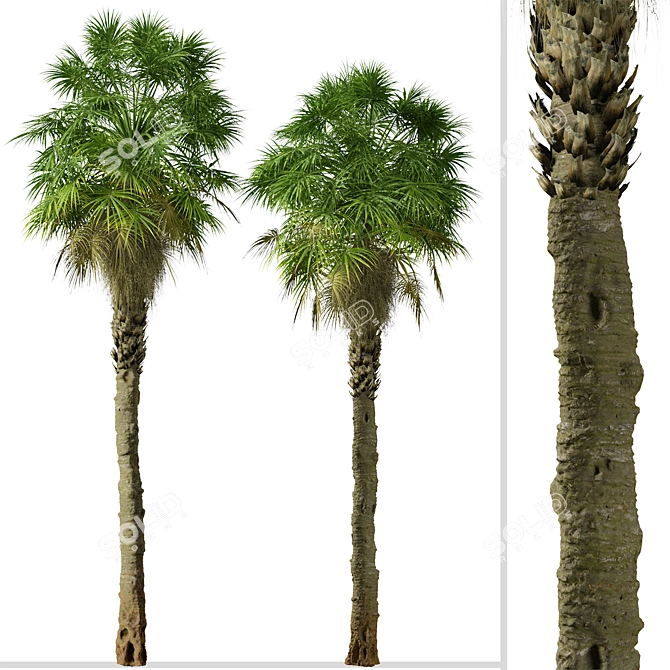 Coastal Carolina Palmetto Trees (2-Pack) 3D model image 2