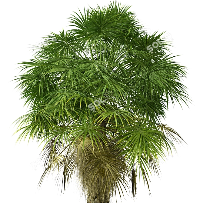 Coastal Carolina Palmetto Trees (2-Pack) 3D model image 4