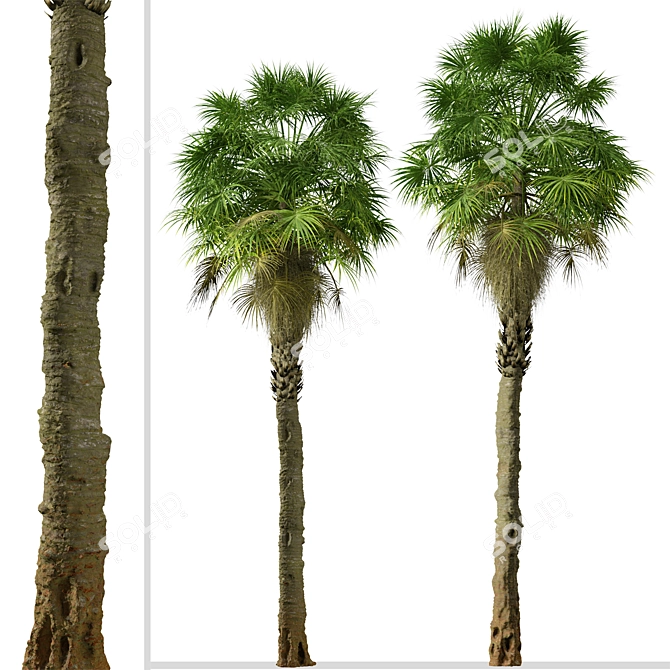 Coastal Carolina Palmetto Trees (2-Pack) 3D model image 5