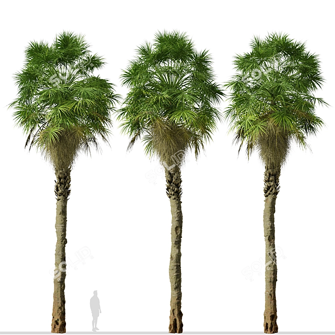 Coastal Carolina Palmetto Trees (2-Pack) 3D model image 6