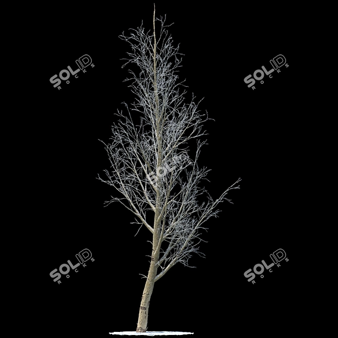 Snow-covered Poplar Tree Sculpture 3D model image 1