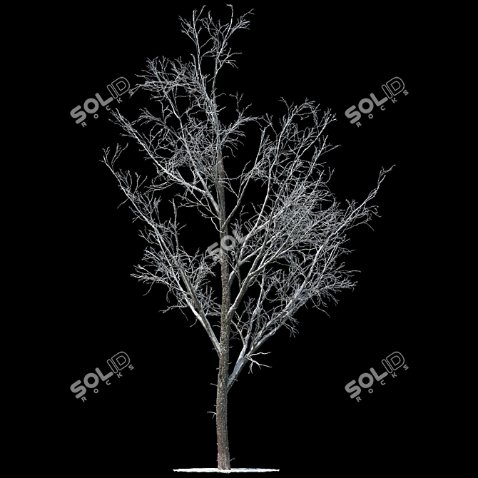 Winter Wonderland Poplar Tree 3D model image 1