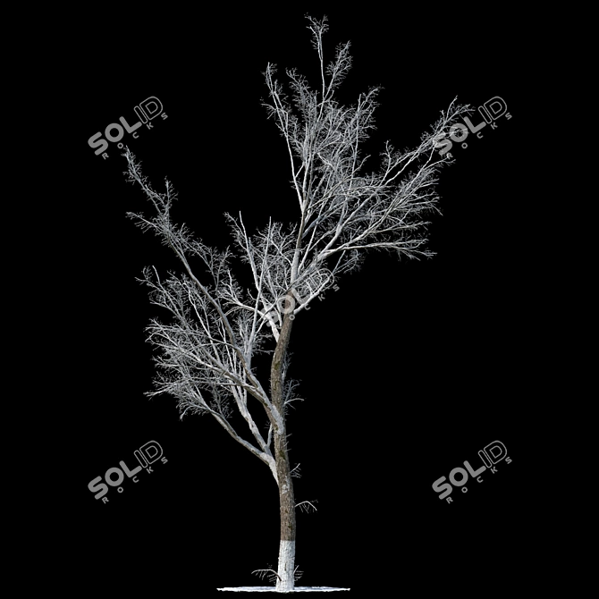 Winter Wonderland Poplar Tree 3D model image 1