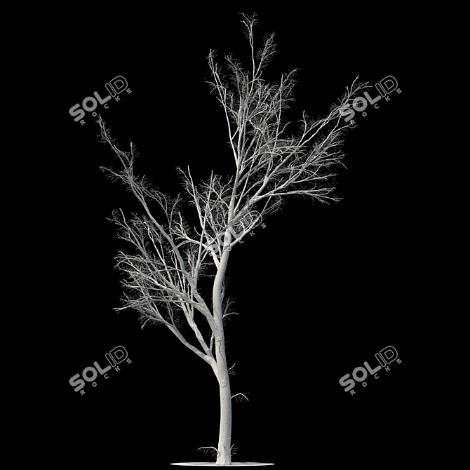 Winter Wonderland Poplar Tree 3D model image 2