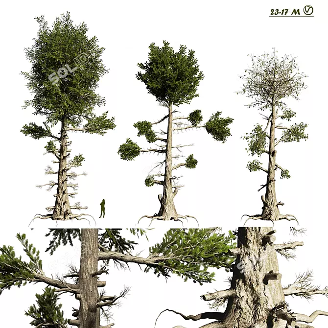 Needle-Leaf Pine 3D Model 3D model image 1