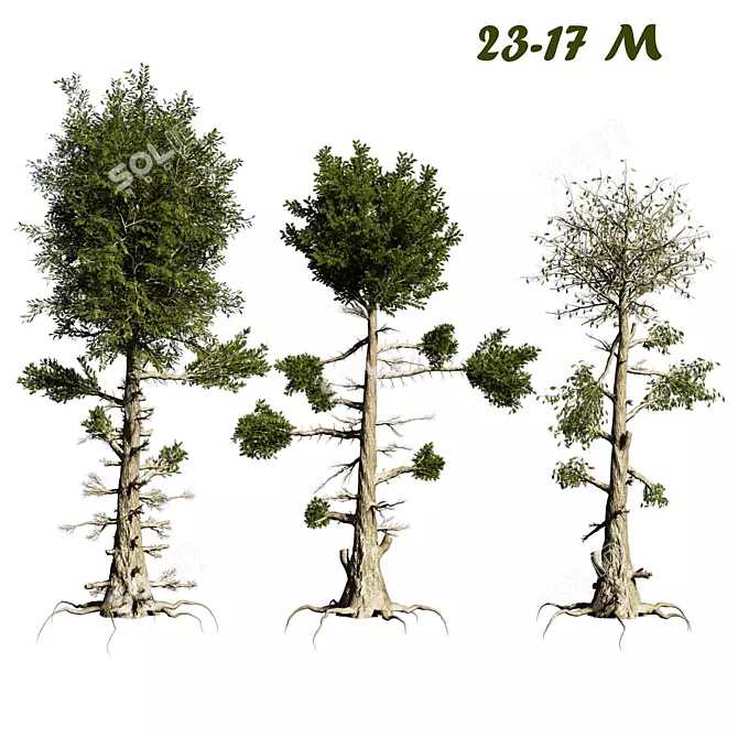 Needle-Leaf Pine 3D Model 3D model image 3