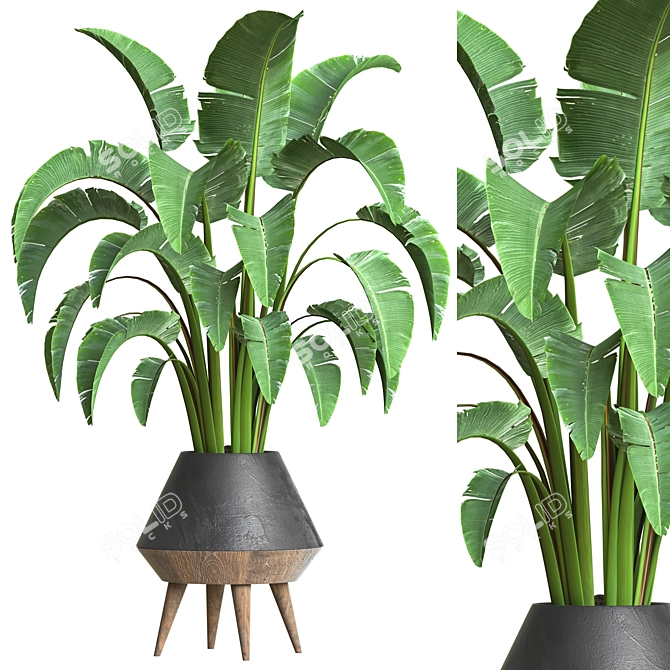 Indoor Plant Collection 46 3D model image 1