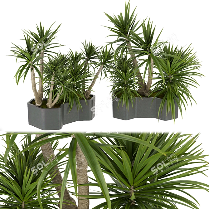 Tropical Greenery Collection: Indoor Palm & Dracaena 3D model image 1