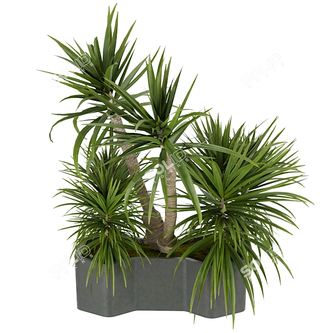 Tropical Greenery Collection: Indoor Palm & Dracaena 3D model image 3