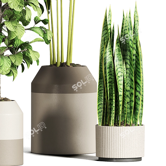 Indoor Plant Collection - Set of 59 3D model image 4