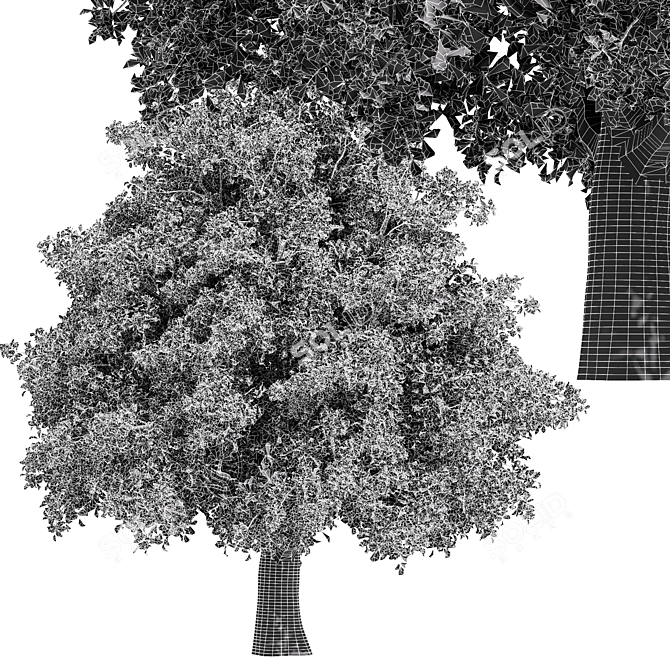 Liquidambar Formosana Tree: 3D Model for Vray and Corona 3D model image 4