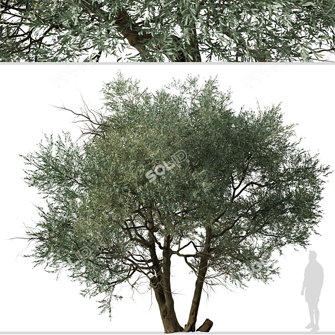 Koroneiki Olive Tree Set: A Pair of Greek Olea europaea Trees 3D model image 2