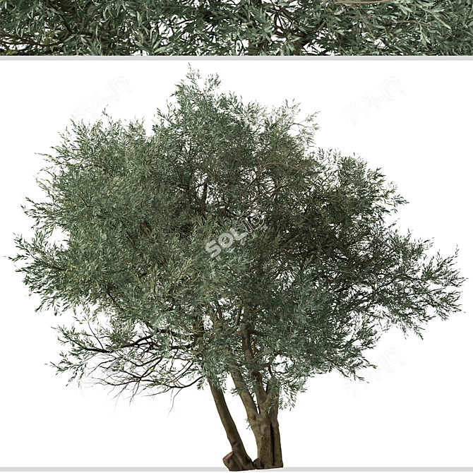 Koroneiki Olive Tree Set: A Pair of Greek Olea europaea Trees 3D model image 5