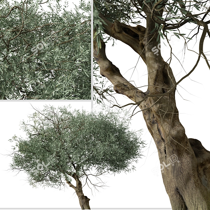 Koroneiki Olive Tree Set: A Pair of Greek Olea europaea Trees 3D model image 6