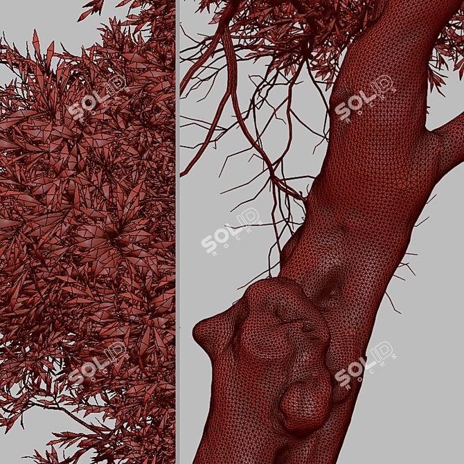 Koroneiki Olive Tree Set: A Pair of Greek Olea europaea Trees 3D model image 7