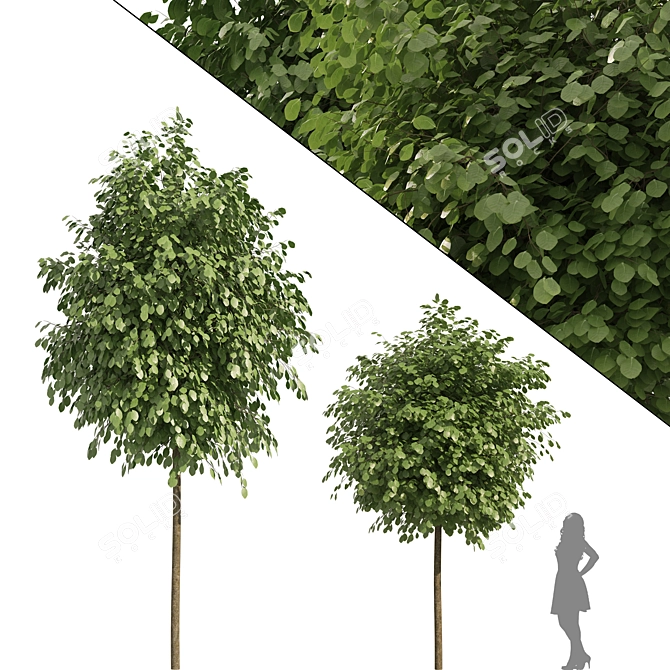 Lifelike Street Landscape Trees 3D model image 1