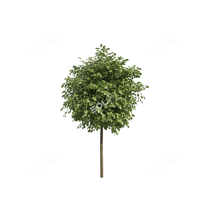 Lifelike Street Landscape Trees 3D model image 5