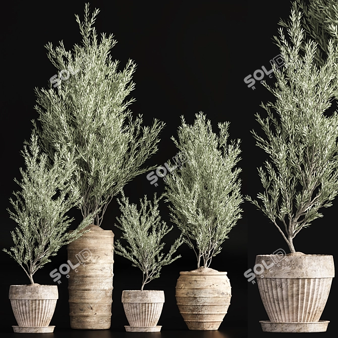 Indoor Olive Plant Set - Modern Design 3D model image 3