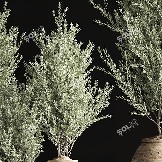 Indoor Olive Plant Set - Modern Design 3D model image 6