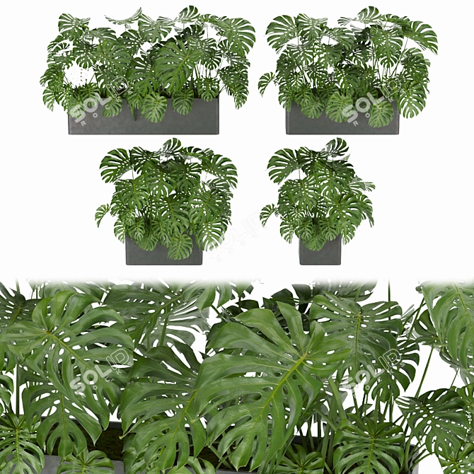 Monstera Collection: Indoor Jungle Vibe 3D model image 1