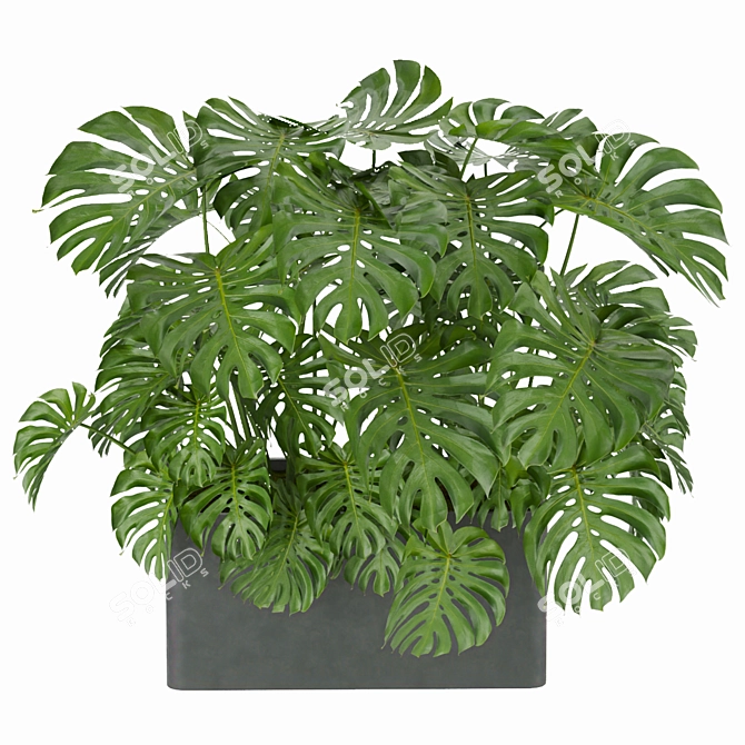Monstera Collection: Indoor Jungle Vibe 3D model image 4