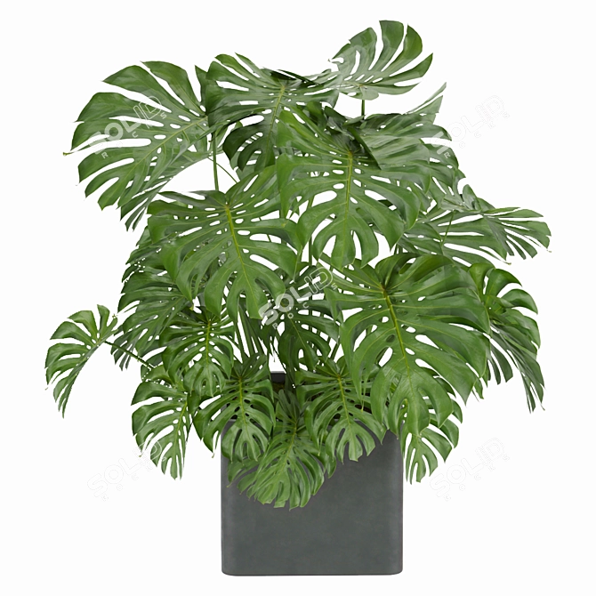 Monstera Collection: Indoor Jungle Vibe 3D model image 5