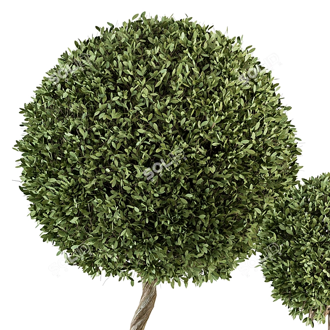 Outdoor Greenery Set: Topiary & Bush 3D model image 3