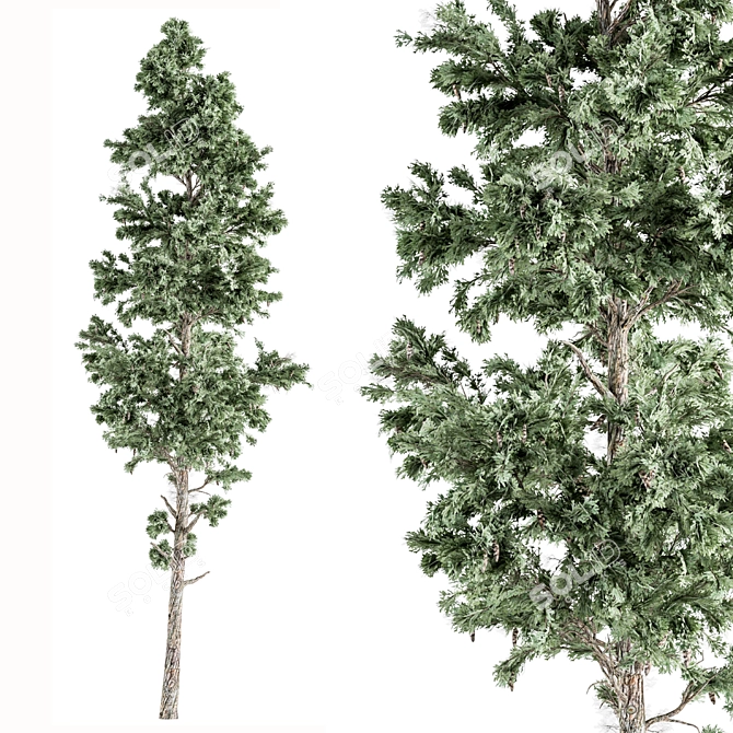 Evergreen Pine Tree Set 76 3D model image 1