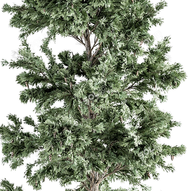 Evergreen Pine Tree Set 76 3D model image 2