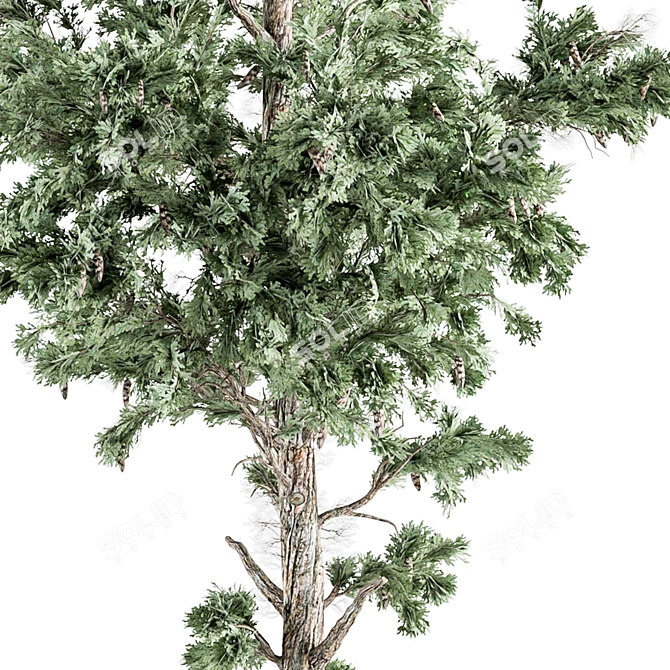 Evergreen Pine Tree Set 76 3D model image 3