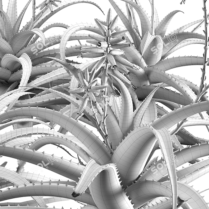 Aqua Aloe Cameronii 3D Model 3D model image 7