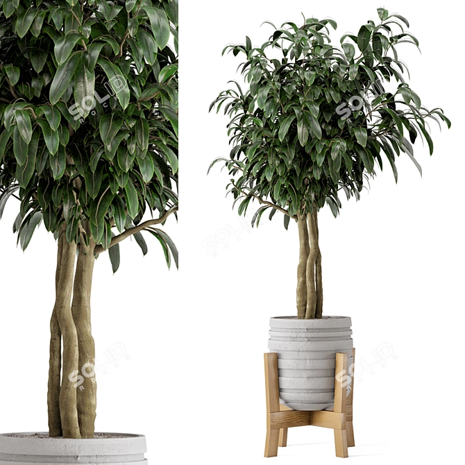  Rustic Concrete Pot with Wooden Base - Indoor Plant Set 3D model image 12