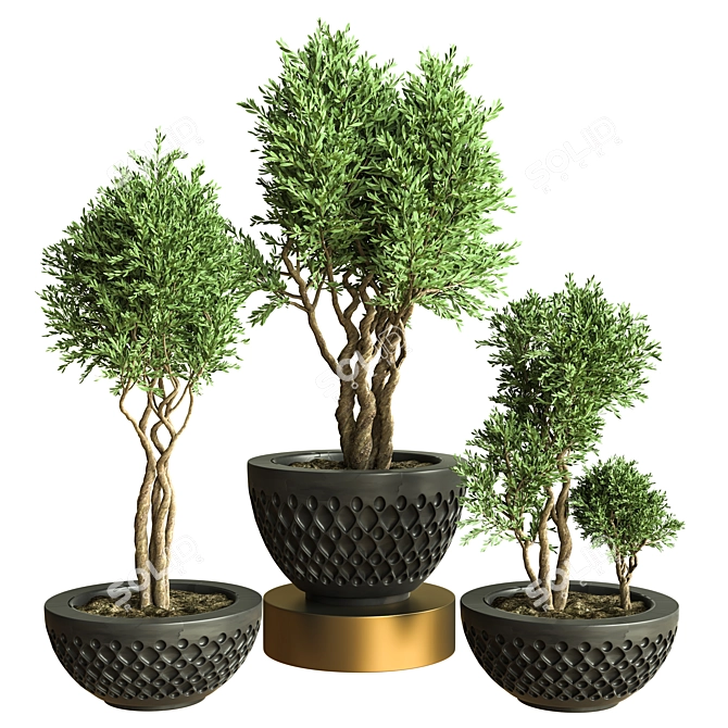 Stunning Indoor Plant Vol. 47 3D model image 1