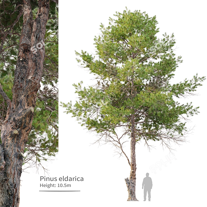 Eldarica Pine: Majestic and Resilient 3D model image 1