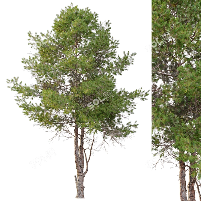 Eldarica Pine: Majestic and Resilient 3D model image 2