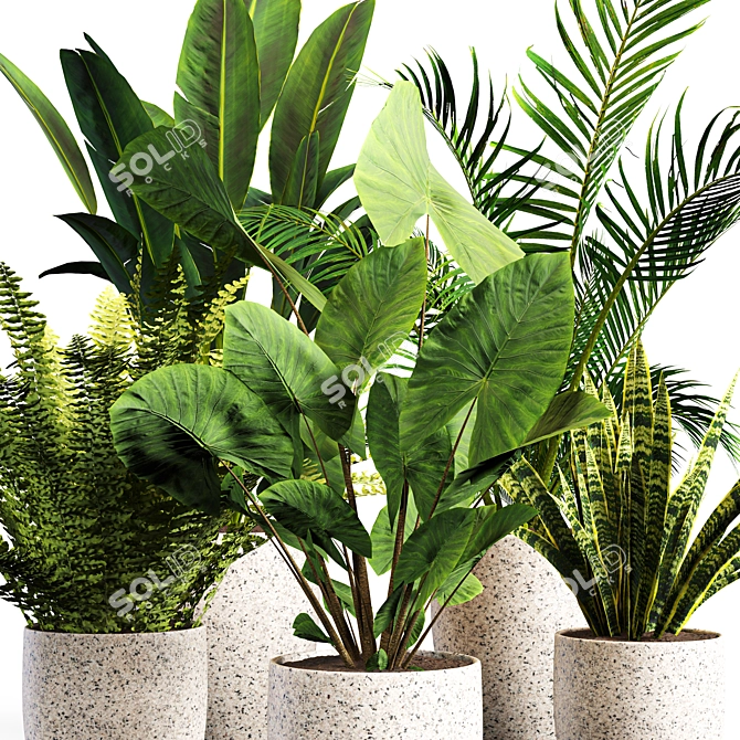 Botanical Bliss: Indoor Plant Set 3D model image 3