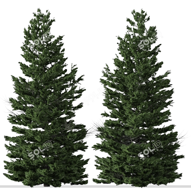 Cilician Fir Tree: Realistic Conifer for Landscapes 3D model image 3