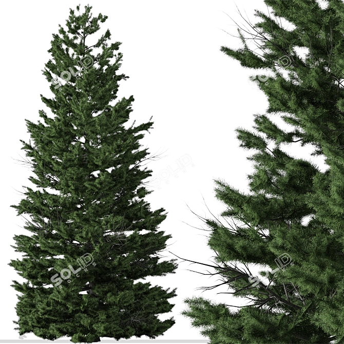 Cilician Fir Tree: Realistic Conifer for Landscapes 3D model image 4
