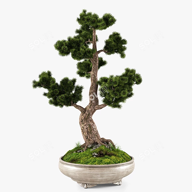 Handcrafted Bonsai Pinus Sylvestris: Miniature Living Art 3D model image 2