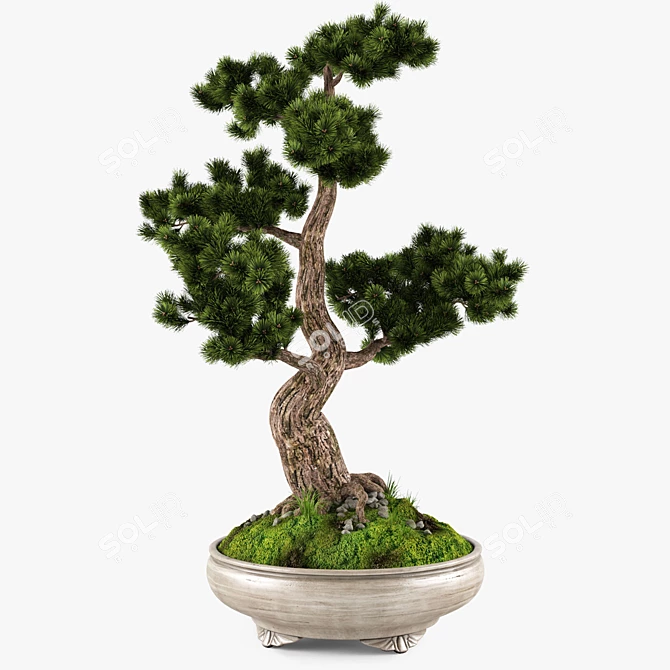 Handcrafted Bonsai Pinus Sylvestris: Miniature Living Art 3D model image 3